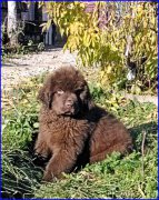 Превью фото № 164902