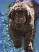 Превью фото № 164904