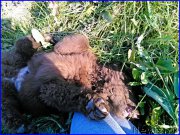 Превью фото № 164906