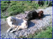 Превью фото № 164908