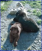 Превью фото № 164909