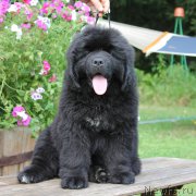 Превью фото № 164989