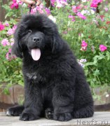 Превью фото № 164990