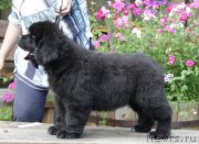 Превью фото № 164992