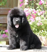 Превью фото № 164994