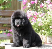 Превью фото № 164996