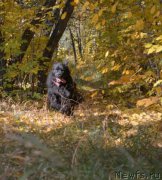 Превью фото № 165023