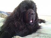 Превью фото № 165028