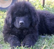 Превью фото № 165042