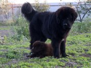 Превью фото № 165052