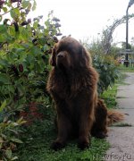 Превью фото № 165063