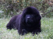 Превью фото № 165068