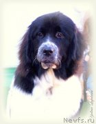 Превью фото № 165080