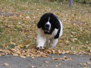 Превью фото № 165087