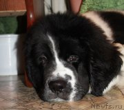 Превью фото № 165090