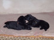 Превью фото № 165096