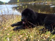 Превью фото № 165152