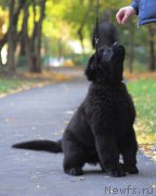 Превью фото № 165160