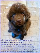 Превью фото № 165185