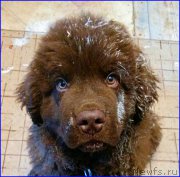 Превью фото № 165186