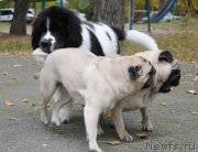 Превью фото № 165195