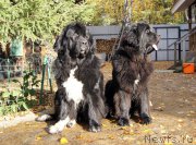 Превью фото № 165196