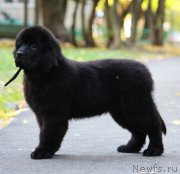 Превью фото № 165206