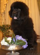 Превью фото № 165208