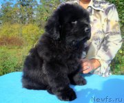 Превью фото № 165272