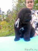 Превью фото № 165292