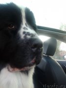 Превью фото № 165300