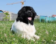 Превью фото № 165353