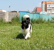 Превью фото № 165356