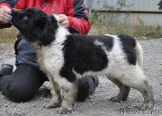 Превью фото № 165358