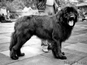 Превью фото № 165375