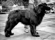 Превью фото № 165376