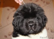 Превью фото № 165385