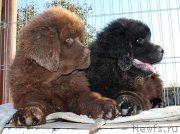 Превью фото № 165418