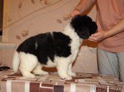 Превью фото № 165427