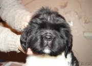 Превью фото № 165429