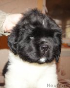 Превью фото № 165430