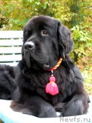 Превью фото № 165442