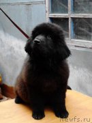 Превью фото № 165518