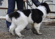 Превью фото № 165540