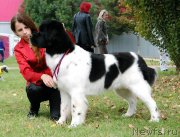 Превью фото № 165549