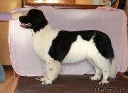 Превью фото № 165582