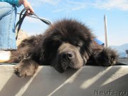 Превью фото № 165587