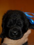 Превью фото № 165590