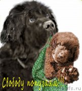 Превью фото № 165647