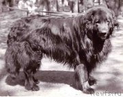 Превью фото № 165671